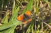 Small Copper at Canvey Wick (Richard Howard) (117574 bytes)