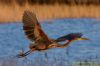 Purple Heron at Wat Tyler Country Park (Richard Howard) (80876 bytes)