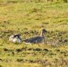 Tundra Bean Goose at Bowers Marsh (RSPB) (Graham Oakes) (98109 bytes)