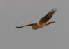 Hen Harrier at Wallasea Island (RSPB) (Jeff Delve) (25512 bytes)