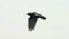 Raven at Fleet Head (Steve Arlow) (12790 bytes)