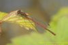 Large Red Damselfly at Canvey Wick (Richard Howard) (72459 bytes)