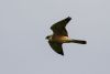 Red-footed Falcon at Bowers Marsh (RSPB) (Gordon Appleton) (16223 bytes)