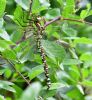 Southern Hawker at West Canvey Marsh (RSPB) (Graham Oakes) (115421 bytes)
