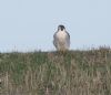 Peregrine Falcon at Wallasea Island (RSPB) (Jeff Delve) (91177 bytes)