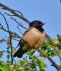 Rose-coloured Starling at Rayleigh (Graham Oakes) (50979 bytes)