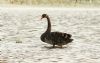 Black Swan at Bowers Marsh (RSPB) (Steve Arlow) (182044 bytes)