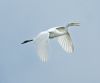 Great White Egret at Bowers Marsh (RSPB) (Graham Oakes) (25479 bytes)