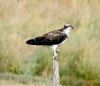 Osprey at Wakering Stairs (Paul Griggs) (59060 bytes)