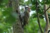 Green Woodpecker at Benfleet Downs (Richard Howard) (66768 bytes)