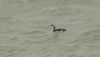 Black-throated Diver at Southend Pier (Steve Arlow) (39891 bytes)