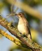 Spotted Flycatcher at Bowers Marsh (RSPB) (Graham Oakes) (105858 bytes)