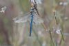 Emperor Dragonfly at Wallasea Island (RSPB) (Jeff Delve) (39625 bytes)