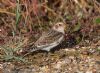 Snow Bunting at Thorpe Bay Seafront (Jeff Delve) (103918 bytes)