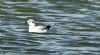 Little Gull at Bowers Marsh (RSPB) (Graham Oakes) (82154 bytes)