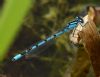 Common Blue Damselfly at Vange Marsh (RSPB) (Graham Oakes) (50596 bytes)