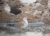 Caspian Gull at Wat Tyler Country Park (Paul Griggs) (71304 bytes)