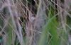 Marsh Warbler at Benfleet Downs (Tim Bourne) (52081 bytes)