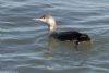 Red-throated Diver at Gunners Park (Jeff Delve) (52758 bytes)