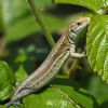 Common Lizard at Canvey Way (Graham Oakes) (86763 bytes)