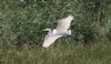 Great White Egret at Bowers Marsh (RSPB) (Steve Arlow) (72150 bytes)
