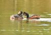 Black-necked Grebe at Bowers Marsh (RSPB) (Graham Oakes) (69054 bytes)