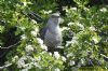 Cuckoo at Two Tree Island (West) (Richard Howard) (125191 bytes)