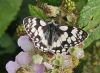 Marbled White at Canvey Way (Paul Baker) (96171 bytes)