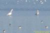 Whooper Swan at Shoebury East Beach (Richard Howard) (88785 bytes)