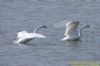 Bewick's Swan at Wallasea Island (RSPB) (Richard Howard) (93489 bytes)