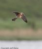 Red-footed Falcon at Vange Marsh (RSPB) (Jeff Delve) (33618 bytes)