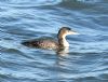 Great Northern Diver at Southend Pier (Graham Oakes) (106761 bytes)