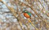 Kingfisher at Doggetts Pits (Steve Arlow) (58627 bytes)