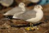 Ring-billed Gull at Private site with no public access (Steve Arlow) (133741 bytes)
