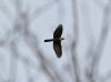 Sparrowhawk at Hockley Woods (Vince Kinsler) (46311 bytes)