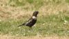 Ring Ouzel at Wakering Stairs (Steve Arlow) (183785 bytes)