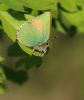 Green Hairstreak at Canvey Wick (Tim Bourne) (43638 bytes)