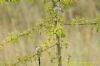 Long-tailed Tit at West Canvey Marsh (RSPB) (Richard Howard) (101551 bytes)