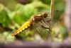 Broad-bodied Chaser at Bowers Marsh (RSPB) (Graham Oakes) (55438 bytes)
