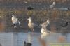 Glaucous Gull at Bowers Marsh (RSPB) (Richard Howard) (71936 bytes)