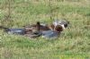 Wigeon at West Canvey Marsh (RSPB) (Richard Howard) (197089 bytes)