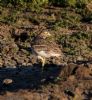 Stone Curlew at Lower Raypits (Jeff Delve) (121660 bytes)