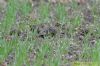 Grey Partridge at Bowers Marsh (RSPB) (Richard Howard) (93997 bytes)
