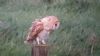 Barn Owl at South Fambridge (Paul Baker) (41139 bytes)