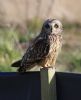 Short-eared Owl at Wallasea Island (RSPB) (Tim Bourne) (50762 bytes)