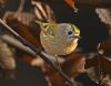 Goldcrest at Tile Wood (Graham Oakes) (52880 bytes)