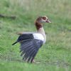 Egyptian Goose at Gunners Park (Andrew Armstrong) (87883 bytes)