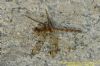 Common Darter at West Canvey Marsh (RSPB) (Richard Howard) (163785 bytes)