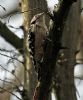 Lesser Spotted Woodpecker at Hockley Woods (Vince Kinsler) (156809 bytes)