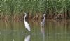 Great White Egret at Bowers Marsh (RSPB) (Steve Arlow) (75291 bytes)